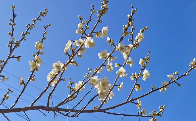 「解禁1ヶ月後の本流でも釣れる？」吉田川の渓流エサ釣りでまさかのアマゴ連発