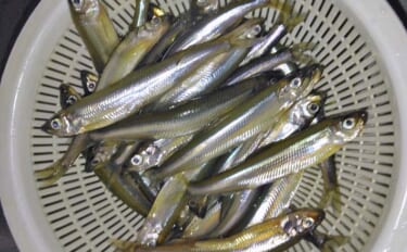 伊自良湖での桟橋ワカサギ釣りで良型中心にポツポツ【岐阜】朝マヅメにアタ…