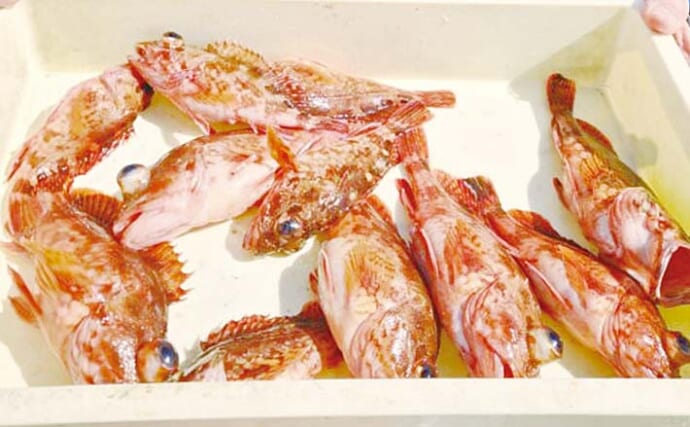 「春の風物詩！」ウタセ五目釣りでカサゴが連発【愛知・忠栄丸】