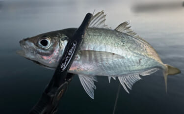 波止アジングで30cm級頭に良型アジ連発！【和歌山】時合いはわずか15…