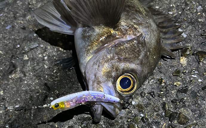 春のバチ抜けメバリング入門  【海水温目安・狙うレンジ・ルアー選び方を解説】