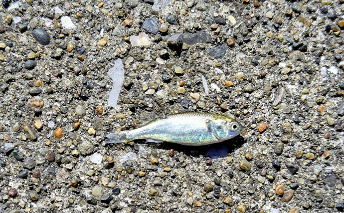 春の河川で75cmシーバスをキャッチ！【千葉】バイブレーション早巻きに反応