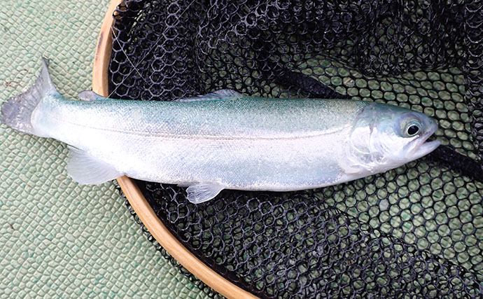 『多摩湖駅前FA』でのフライフィッシング釣行でニジマス「つ抜け」達成！