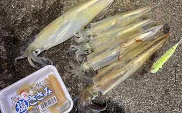 「堤防ヤリイカ釣りシーズン到来！」回遊の時合い逃さず1時間で5杯手中【…