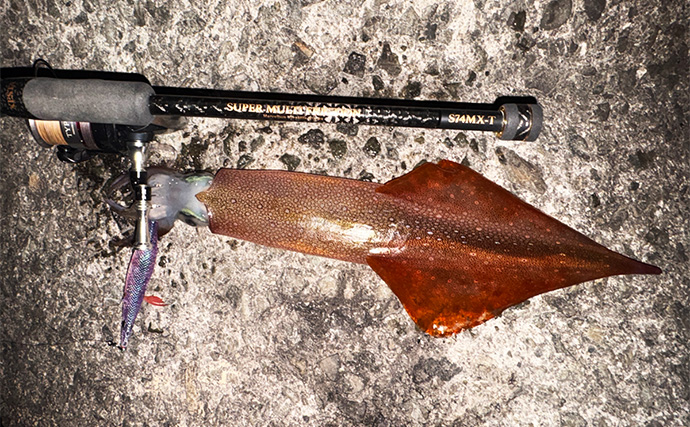 低水温の伊豆エリアでエギング釣行【静岡】ケンサキイカ混じりで本命アオリ手中！