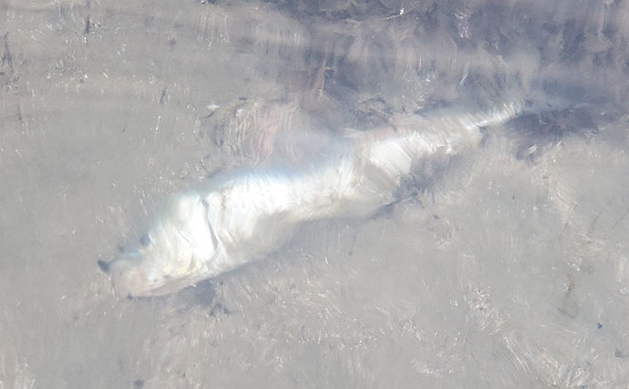 マイワシが大量に漂着した海岸で55cmシーバスをキャッチ【新潟】ストラクチャー狙いが的中