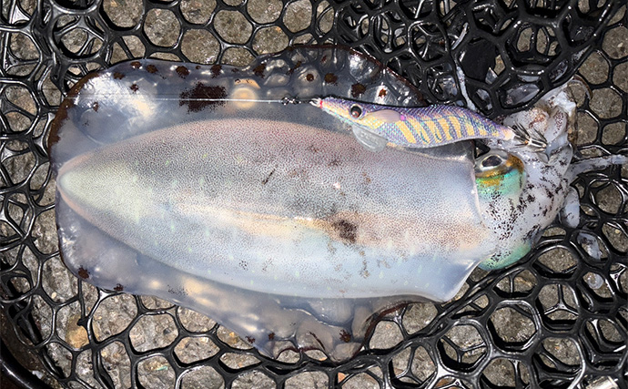 低水温の伊豆エリアでエギング釣行【静岡】ケンサキイカ混じりで本命アオリ手中！