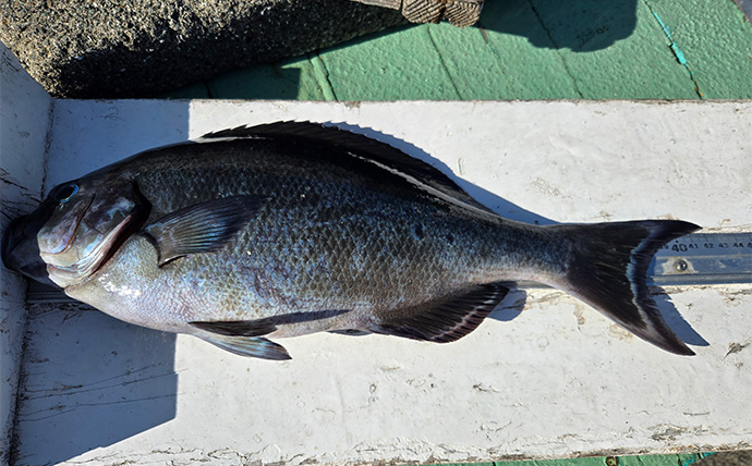 シーズン終盤の寒メジナ釣りで42cm尾長を捕獲成功！【静岡】細ハリス変更が的中