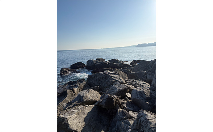 2026年の伊豆エリアの春アオリイカ【 X DAY 】を予測　磯の回遊狙いエギングが吉か