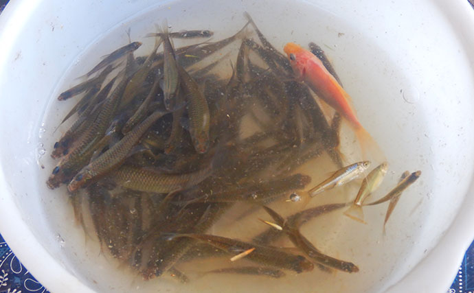 『道満ヘラ鮒釣場』のタナゴ釣りで本命307尾と大釣り！【埼玉】クチボソ混じりで連発