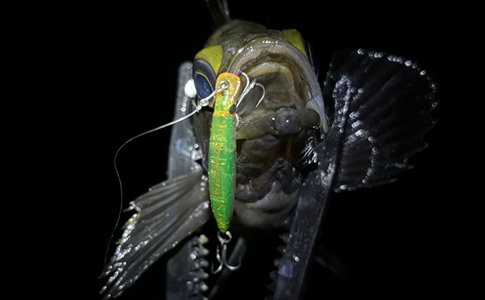 春のバチ抜けメバリング入門  【海水温目安・狙うレンジ・ルアー選び方を解説】