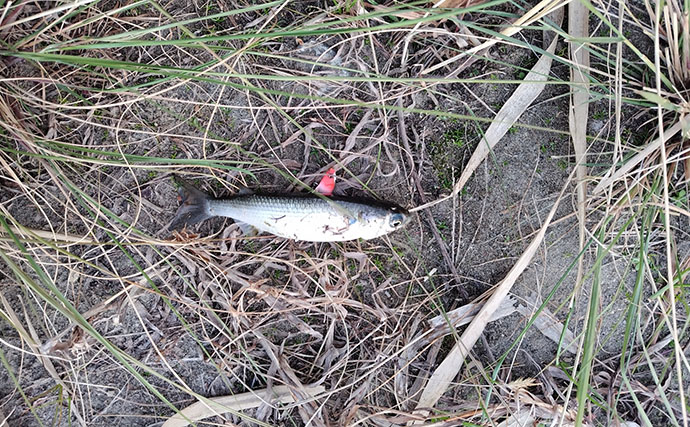 春の河川で75cmシーバスをキャッチ！【千葉】バイブレーション早巻きに反応