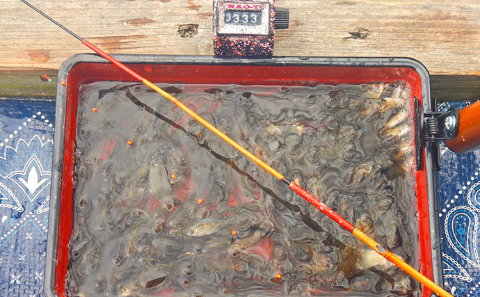 「タナゴ500尾超え！」道満河岸ヘラ鮒釣場での淡水小物釣りで数釣り満喫