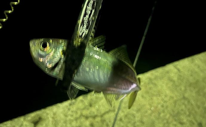 波止アジングで30cm級頭に良型アジ連発！【和歌山】時合いはわずか15分