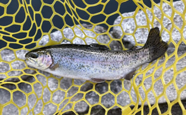 雪代の影響で低活性の魚はレンジが超シビア？ 『千早川マス釣り場』で22…