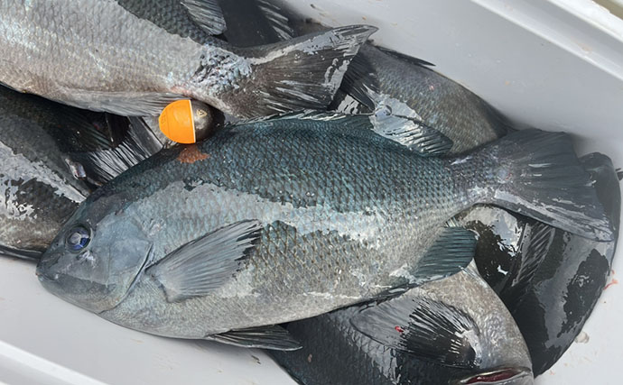 磯フカセ釣りで美味な「オキアジ」をキャッチ【大分】本命クロも連打成功