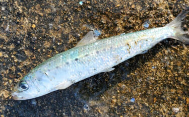 マイワシが大量に漂着した海岸で55cmシーバスをキャッチ【新潟】ストラ…