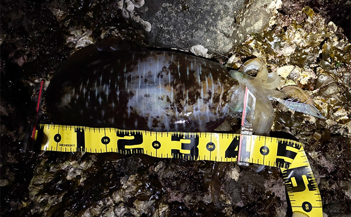 2026年の伊豆エリアの春アオリイカ【 X DAY 】を予測　磯の回遊狙いエギングが吉か