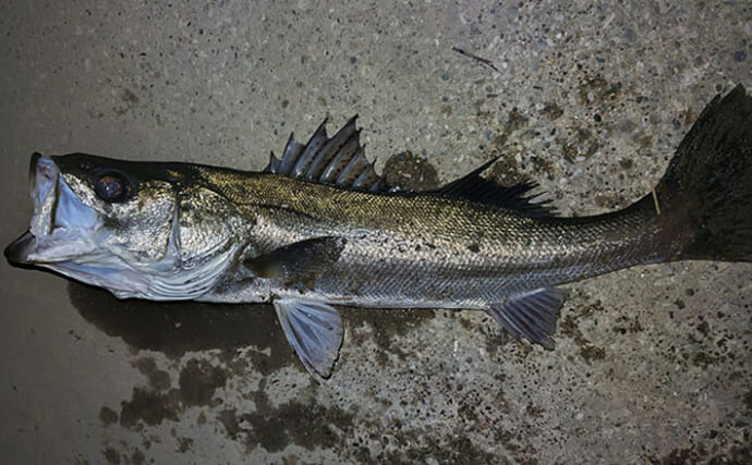 春の河川で75cmシーバスをキャッチ！【千葉】バイブレーション早巻きに反応