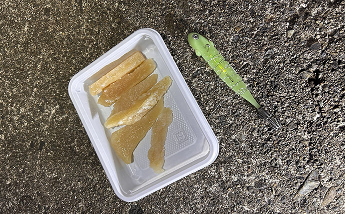 「堤防ヤリイカ釣りシーズン到来！」回遊の時合い逃さず1時間で5杯手中【福井】