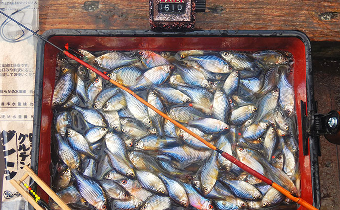 「タナゴ500尾超え！」道満河岸ヘラ鮒釣場での淡水小物釣りで数釣り満喫