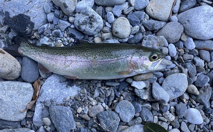 解禁直後の奥多摩で渓流釣りを堪能　エサ釣りでニジマスにヤマメを手中