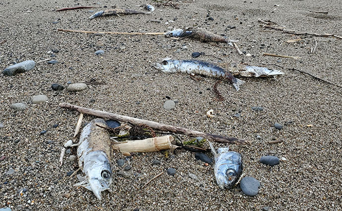 マイワシが大量に漂着した海岸で55cmシーバスをキャッチ【新潟】ストラクチャー狙いが的中