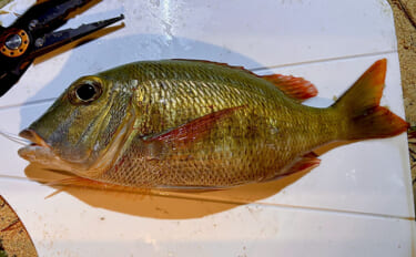 石垣島の打ち込み（ブッコミ）釣りが最高過ぎた！ 手ぶらでOKで釣魚調理…