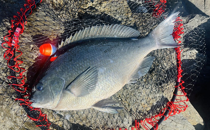 「良型クロは簡単じゃない！」磯フカセ釣りで重量級ヒットが連発【宮崎】