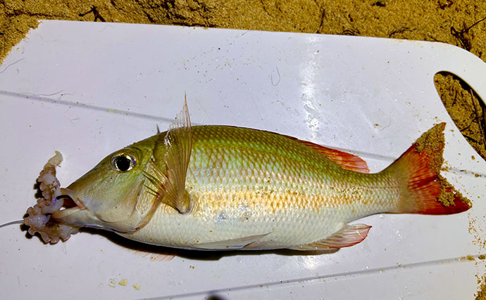 石垣島の打ち込み（ブッコミ）釣りが最高過ぎた！ 手ぶらでOKで釣魚調理＆三線サービスまで？