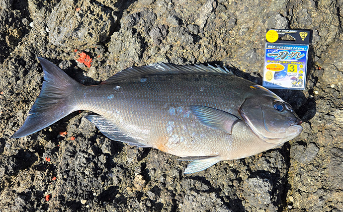 シーズン終盤の寒メジナ釣りで42cm尾長を捕獲成功！【静岡】細ハリス変更が的中