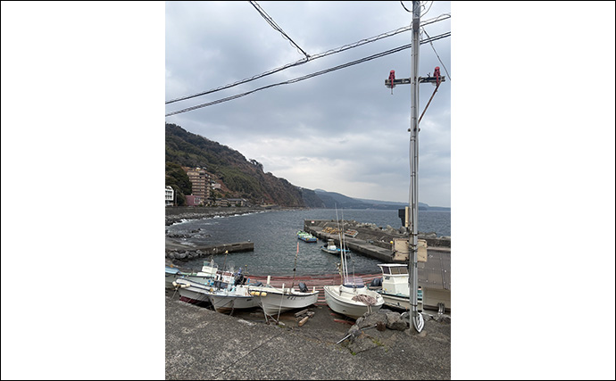 2026年の伊豆エリアの春アオリイカ【 X DAY 】を予測　磯の回遊狙いエギングが吉か