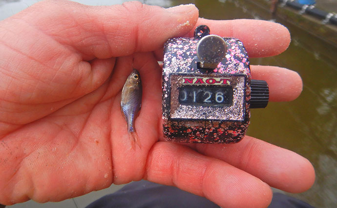 「タナゴ500尾超え！」道満河岸ヘラ鮒釣場での淡水小物釣りで数釣り満喫