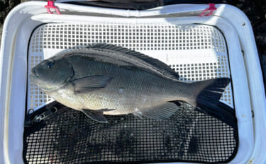 磯フカセ釣りで寒グレ攻略成功【和歌山・串本】沖の潮目で40.5cm口太…