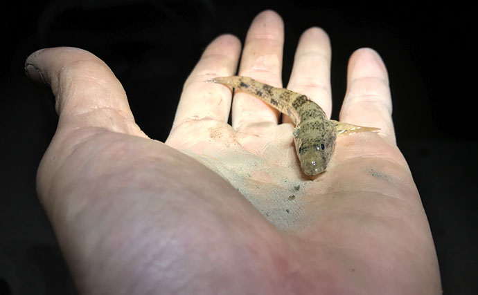 初めてのサカナ飼育にオススメの海水魚3選　根魚が飼育に向いている理由とは？