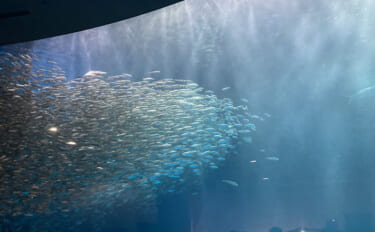 「自宅で魚を飼い始めたい！」 家族に理解してもらうための説明手順と方法…