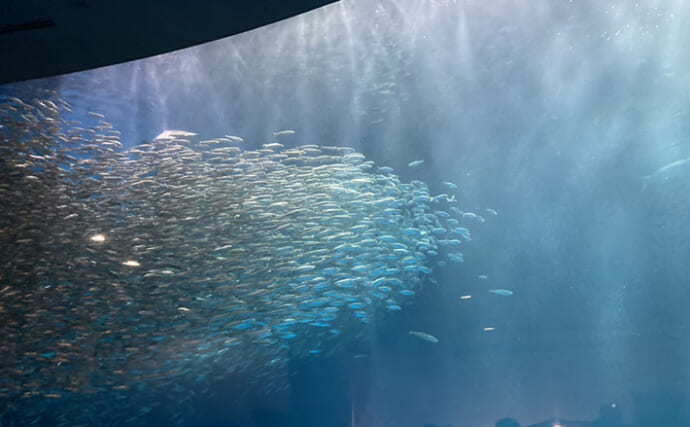 「自宅で魚を飼い始めたい！」 家族に理解してもらうための説明手順と方法とは？