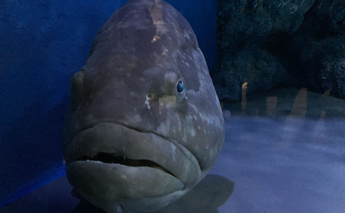 初めてのサカナ飼育にオススメの海水魚3選　根魚が飼育に向いている理由とは？