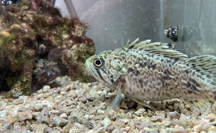 「自宅で魚を飼い始めたい！」 家族に理解してもらうための説明手順と方法とは？