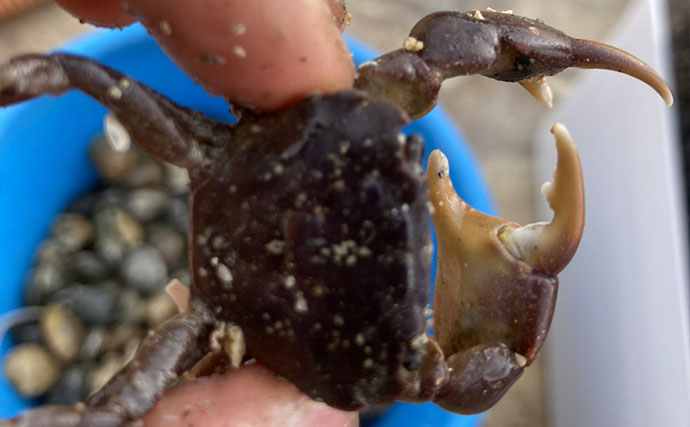 「急がない・触らない・明るくしない！」 持ち帰った釣魚を水槽に移す時の7つの鉄則