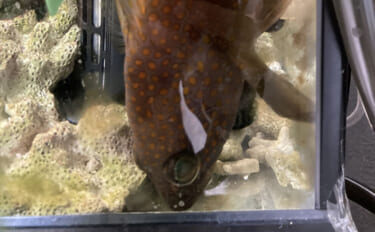 「急がない・触らない・明るくしない！」 持ち帰った釣魚を水槽に移す時の…