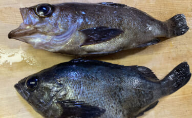 初めてのサカナ飼育にオススメの海水魚3選　根魚が飼育に向いている理由と…