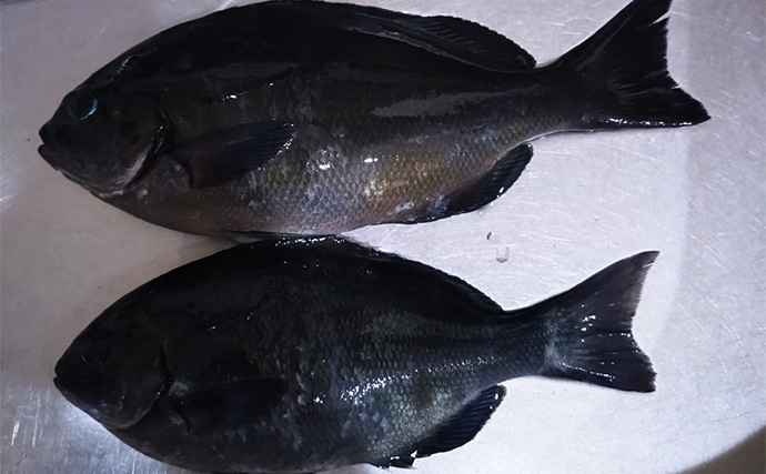 地磯でのフカセ釣りで寒グレ（メジナ）を狙う【和歌山】エサ取りのタカベに苦戦