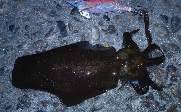 堤防アジングで釣ったアジを泳がせたらヤリイカが連発！【和歌山】