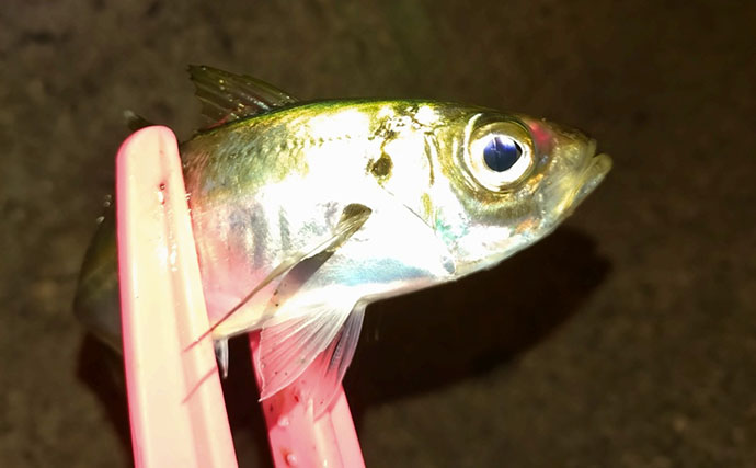 堤防アジングで釣ったアジを泳がせたらヤリイカが連発！【和歌山】