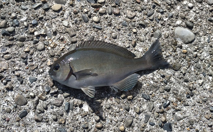 息子と堤防釣り満喫！アジングロッド流用のウキ釣りでコッパグレ手中に笑顔爆発【和歌山】