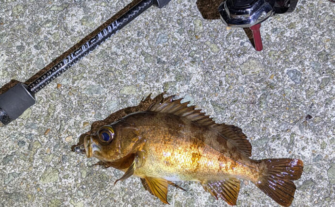 夜中のライトルアー釣行で20cm級メバルと対面成功！【兵庫】藻場狙いが的中