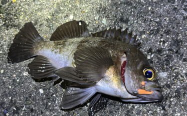 春のバチ抜けメバリング入門  【海水温目安・狙うレンジ・ルアー選び方を…