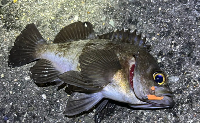 春のバチ抜けメバリング入門  【海水温目安・狙うレンジ・ルアー選び方を解説】