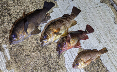 夜のメバリングで20cm級メバルヒット【兵庫】潮の緩みとクリアカラーが…